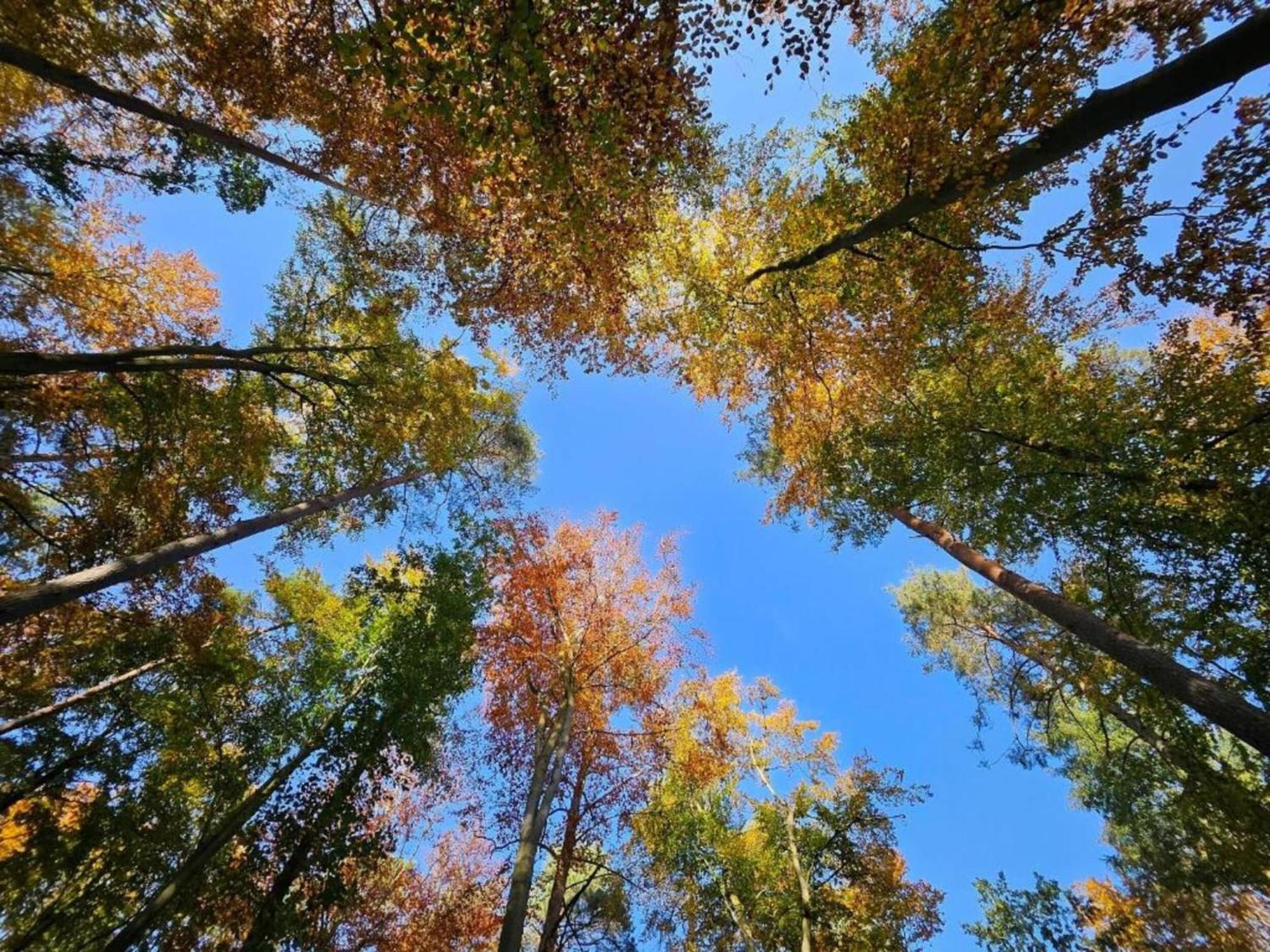 Ferienpark Mueritz In Rechlin-Nord Extérieur photo